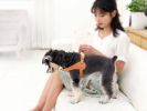 Pet Life 'Ever-Craft' Boutique Series Adjustable Designer Leather Dog Harness